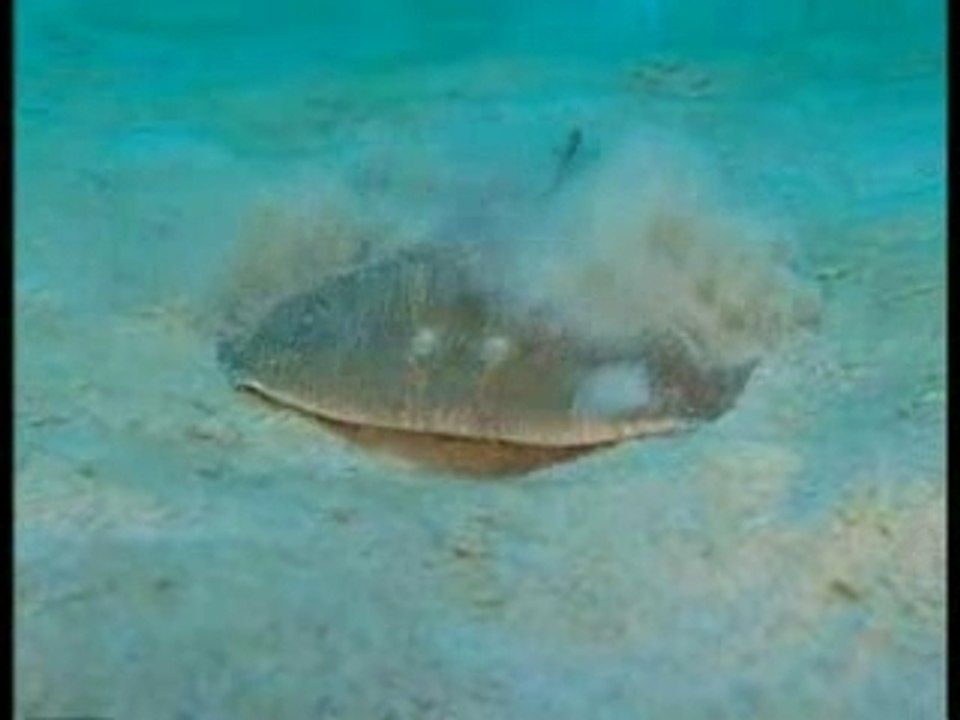 Maurice et Rodrigues : joyaux des Mascareignes