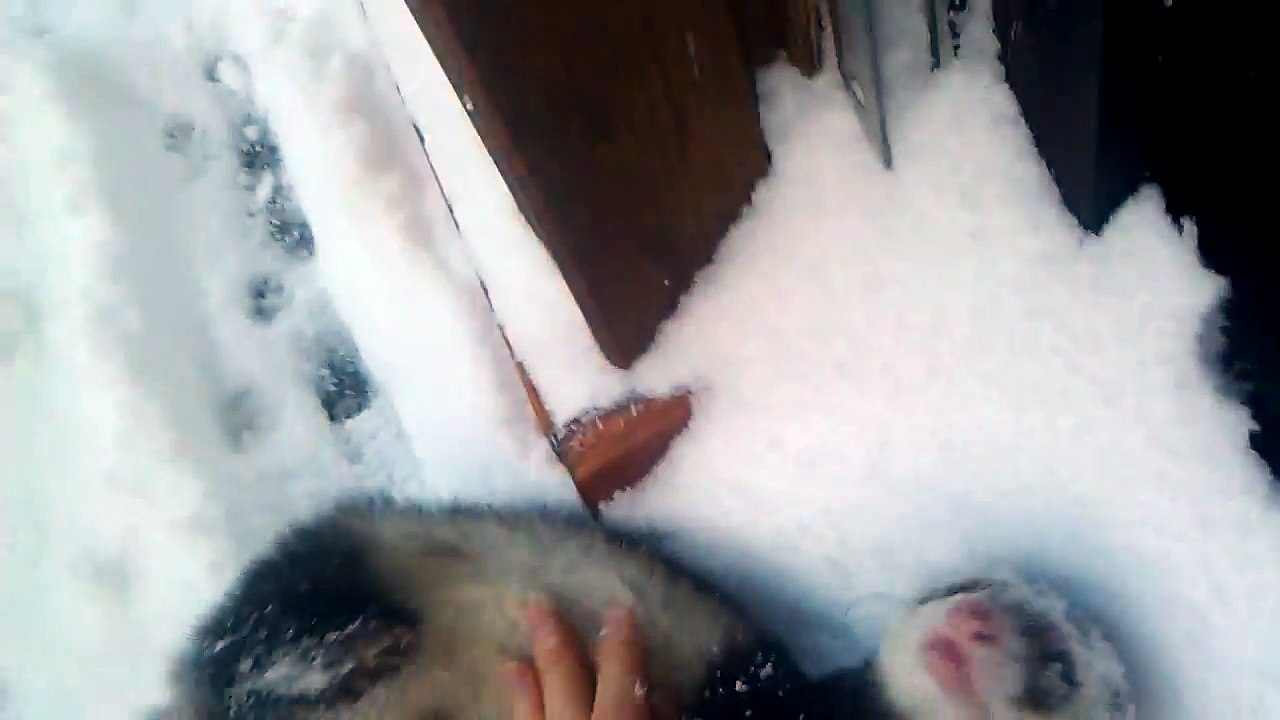 Frettchen, Pico spielt im Schnee