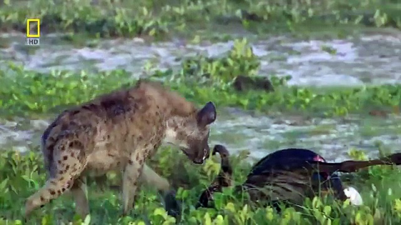 The Last Lioness Hunt for a Mate [Nature/Wildlife Documentary]