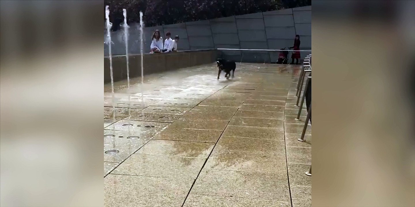 Ce chien adore jouer avec les fontaine d'eau !