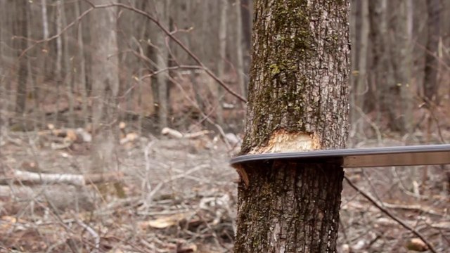 Hinge-Cut Trees Now for More Big Bucks Later