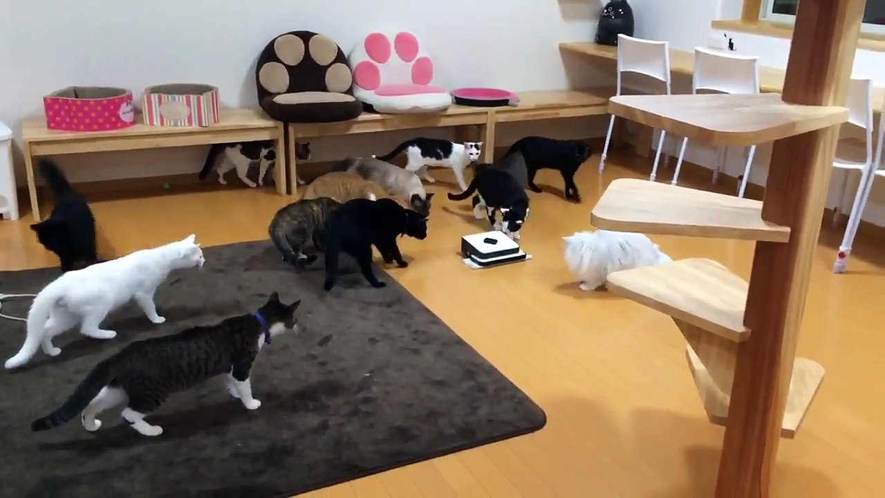 Chats curieux d'un robot nettoyeur
