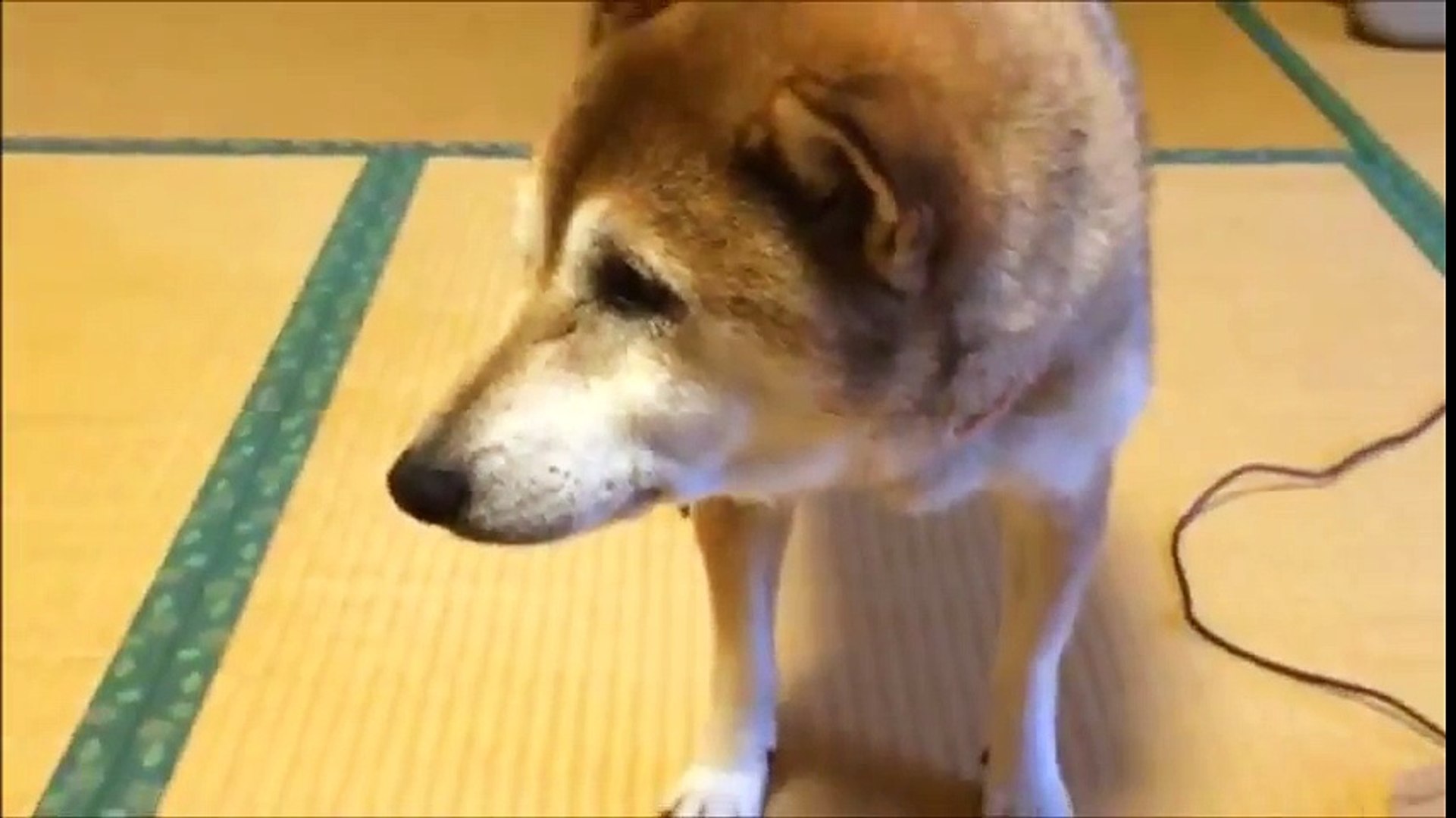 ⁣お座敷犬　柴犬　もも　ふすまもカリカリ！