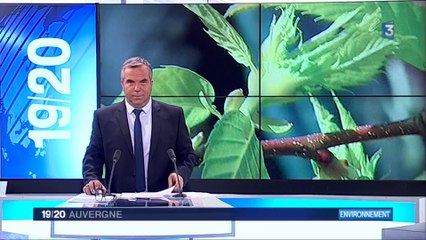 Lutte biologique contre le Cynips du châtaignier par Torymus sinensis