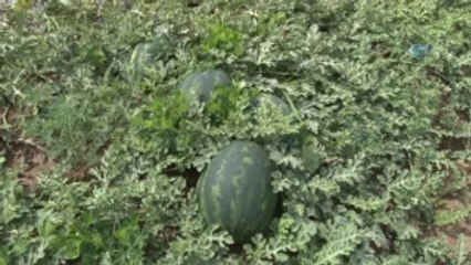 Adana'da Turfanda Karpuz Hasadı Başladı