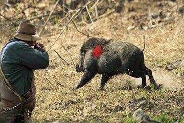 hunting for wild boar-in-the-first-person-selection-videos