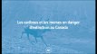 Les caribous et les morses du Canada sont menacés d'extinction