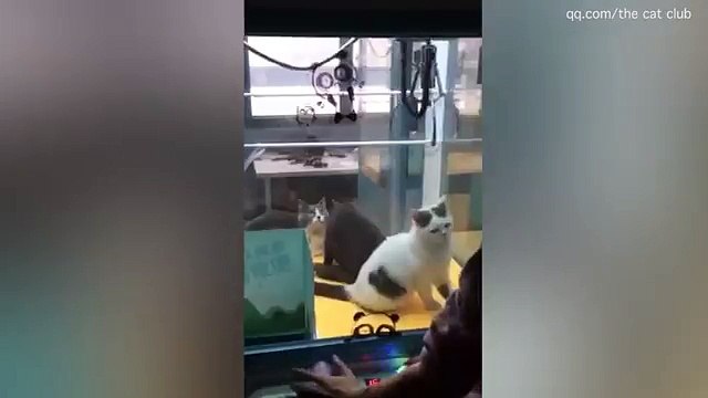 Des clients jouent à la machine à pince avec des chats vivants enfermés dedans en Chine