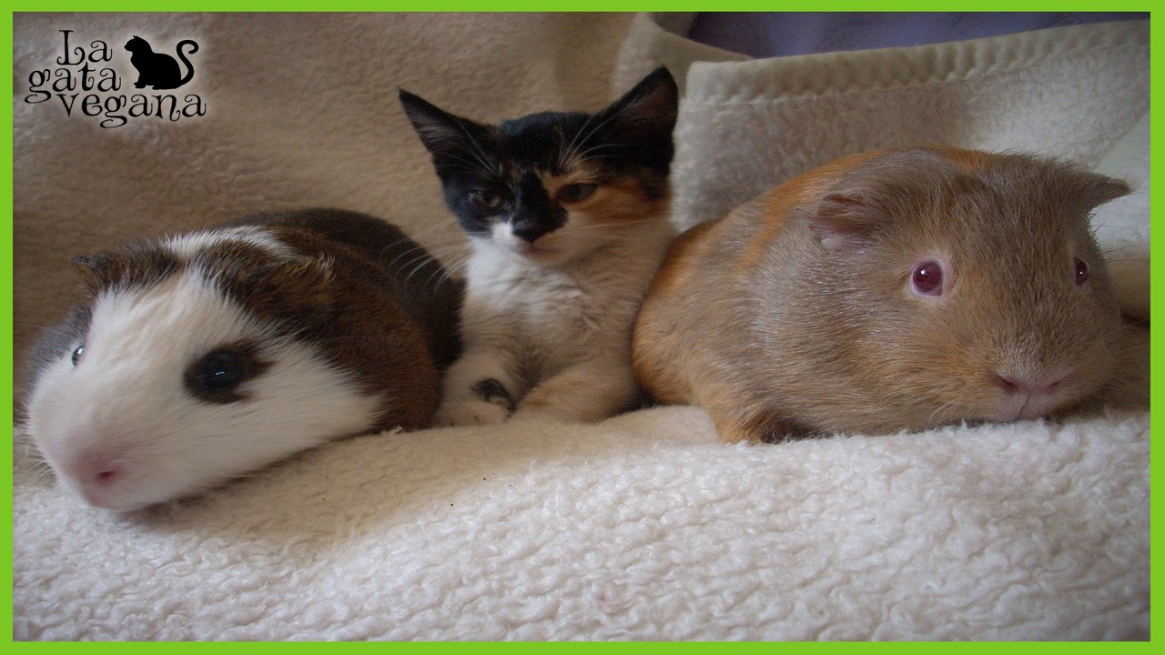 CONVIVENCIA ENTRE GATOS Y PEQUEÑOS ANIMALES | CÓMO JUNTAR GATOS CON COBAYAS, CONEJOS, AVES, ETC.