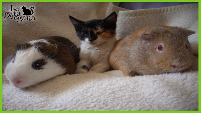 CONVIVENCIA ENTRE GATOS Y PEQUEÑOS ANIMALES | CÓMO JUNTAR GATOS CON COBAYAS, CONEJOS, AVES, ETC.