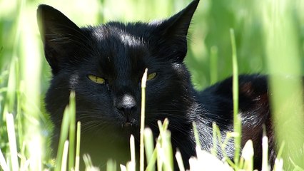 Cats are similar in anatomy to the other felids