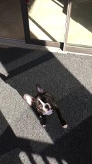 French bulldog puppy learns how to wave