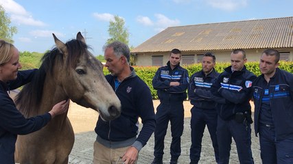 Policiers municipaux en formation divagation chevaux