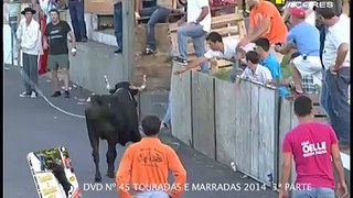 FUNNY ANIMALS ATTACK Man vs Cow