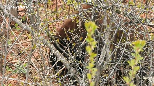 Tiny bear cub climbs down tree