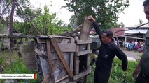 Orangutan Rescued After Being Kept In A Small Wooden Box For Two Years