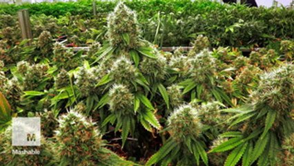 Trump is president, but at least you can get high in four more states