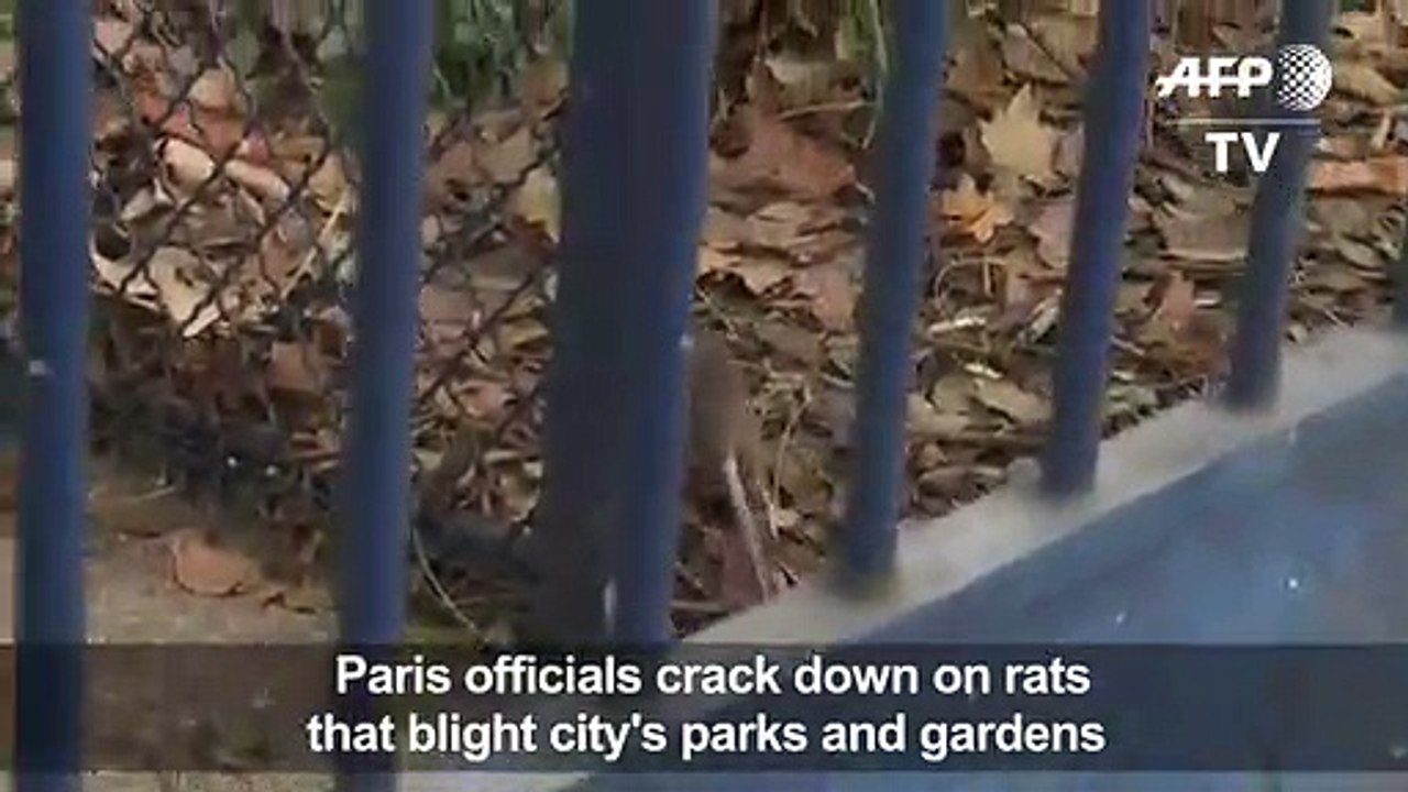 Paris cracks down on rat scourger 2017