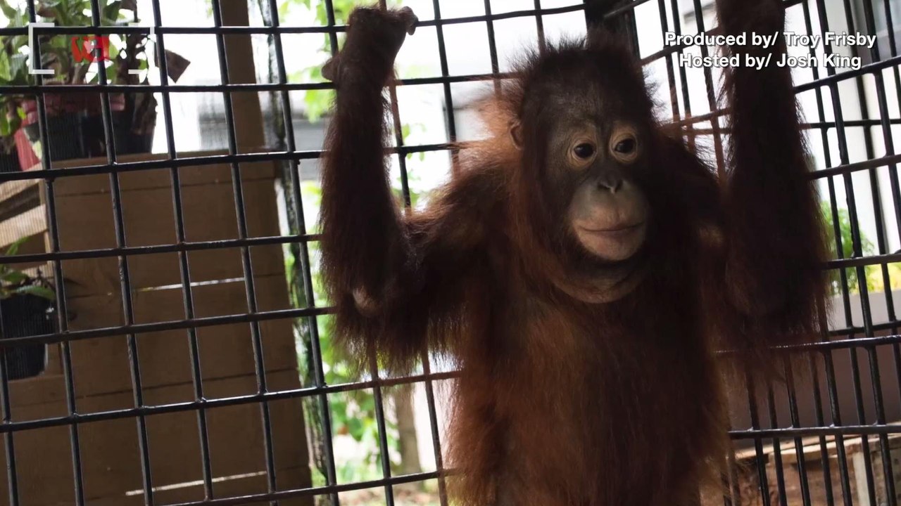 Heartbreaking Rescue of Orangutan That Was Kept For 2 Years in Small Box
