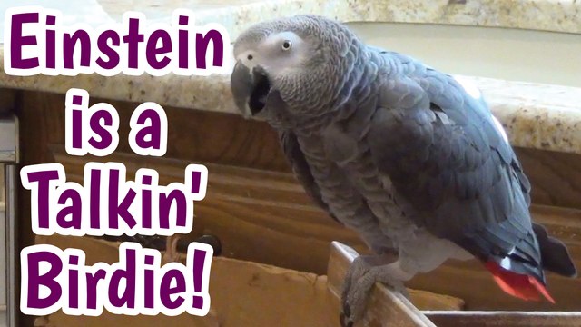 Parrot demonstrates he's a talking birdie