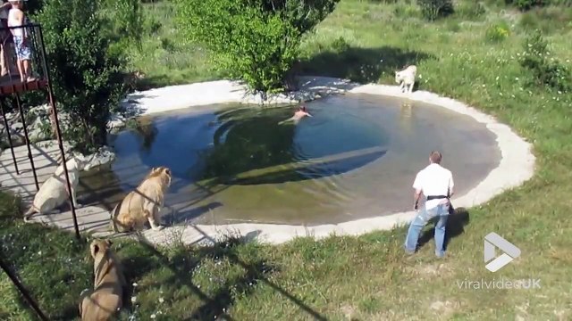 Il prend son bain avec les lions dans un Zoo !