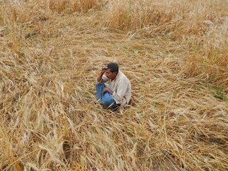 Calamity Declared In UP After Hectares Of Crop Damaged