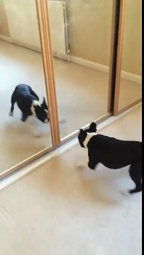 Ce chien se rend fou face à son reflet dans le miroir !