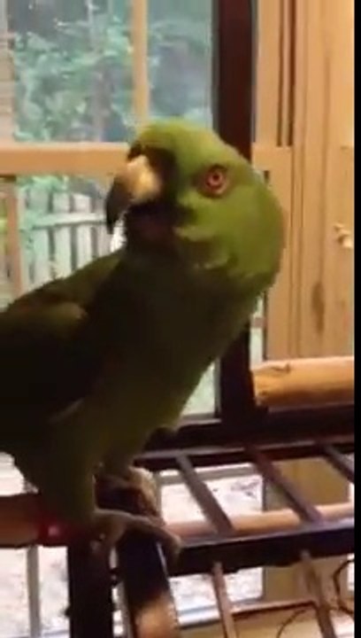 Ce perroquet chante une chanson entière !!