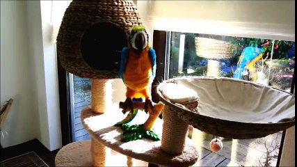 Ragdoll cat meets a "parrot" for the first time