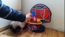 Ragdoll cat shows off impressive basketball skills