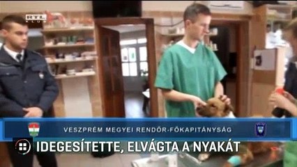 Idegesítette a kutya, elvágta a nyakát  RTL Híradó