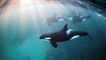 Freediving with Orcas Ft. Underwater Photographer Jacques de Vos