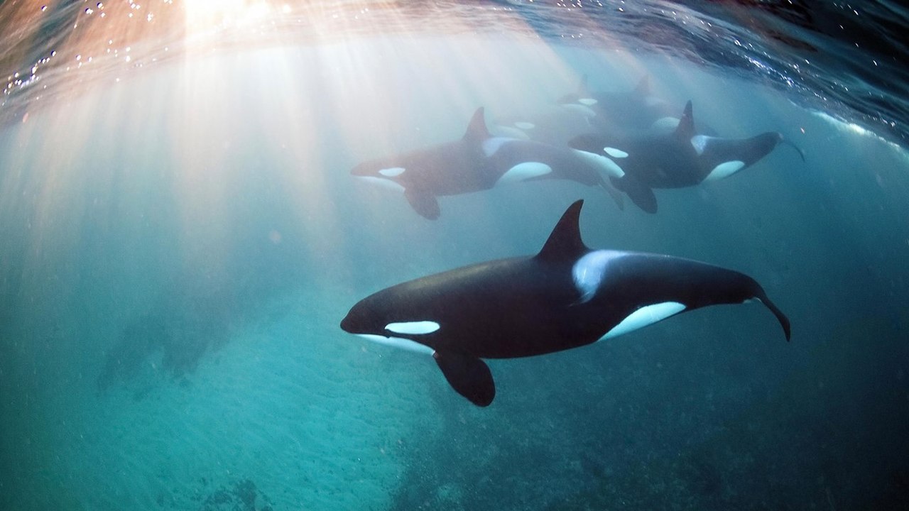 Freediving with Orcas Ft. Underwater Photographer Jacques de Vos