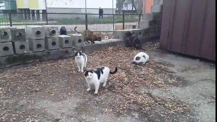 A cat colony and their two puppy friends