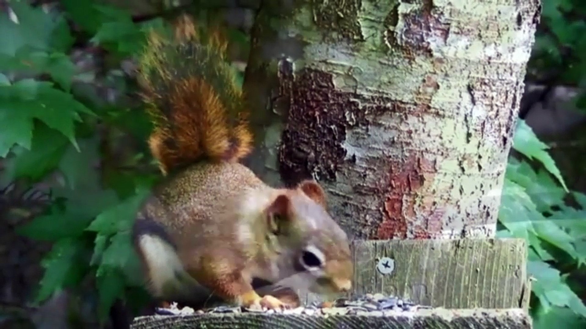 ⁣Sincap ve Kuş sesleri - Squirrel and Bird sounds