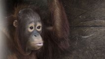 Orangutan rescued after two years in wooden box