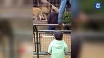 Un hombre ebrio se empeña en mantener un ‘cara a cara’ con los leones