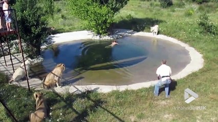 Il prend son bain avec les lions dans un Zoo