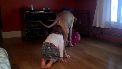 6 month old great Dane playing with girls