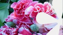 Dianthus caryophyllus - Carnations