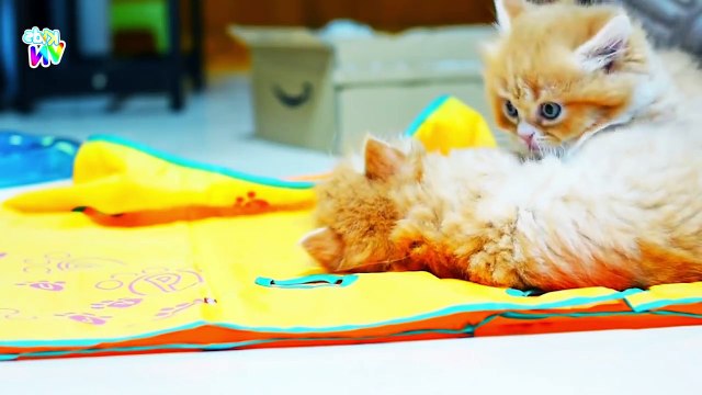 Một Con Vịt ♥ Chú Mèo Con ♥ Con Bò ♫♫♫ Nhạc Thiếu Nhi Vui Nhộn Hay Nhất