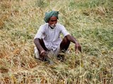 UP Govt's absurd move, farmers get Rs. 63 relief for damaged crops