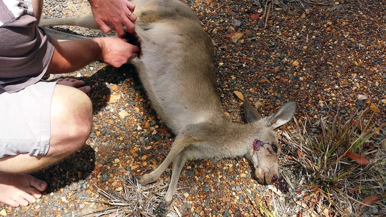 Baby Roo