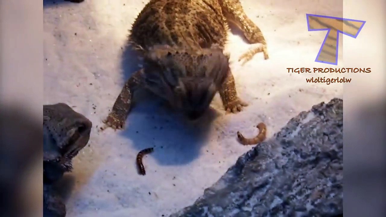 Animals & pets  Try not to grin or laugh challenge - Funny animal compilation_8