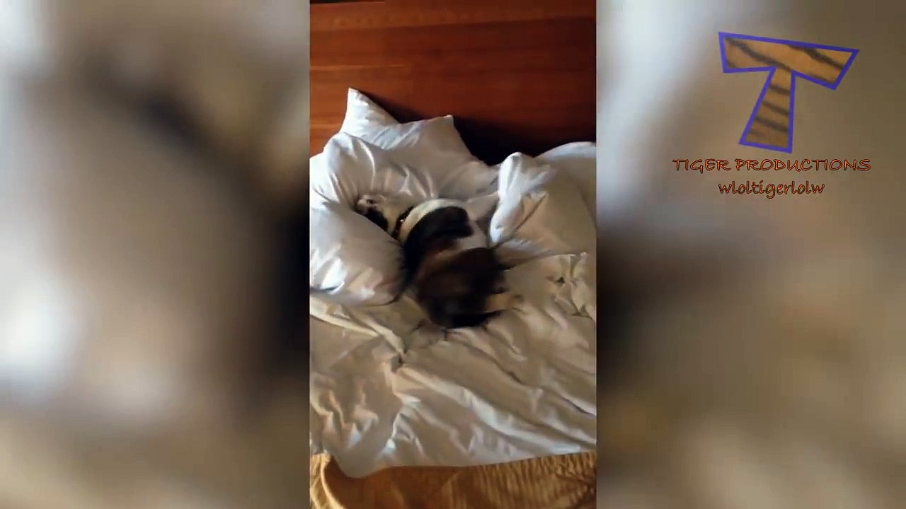 Animals & pets  Try not to grin or laugh challenge - Funny animal compilation_10