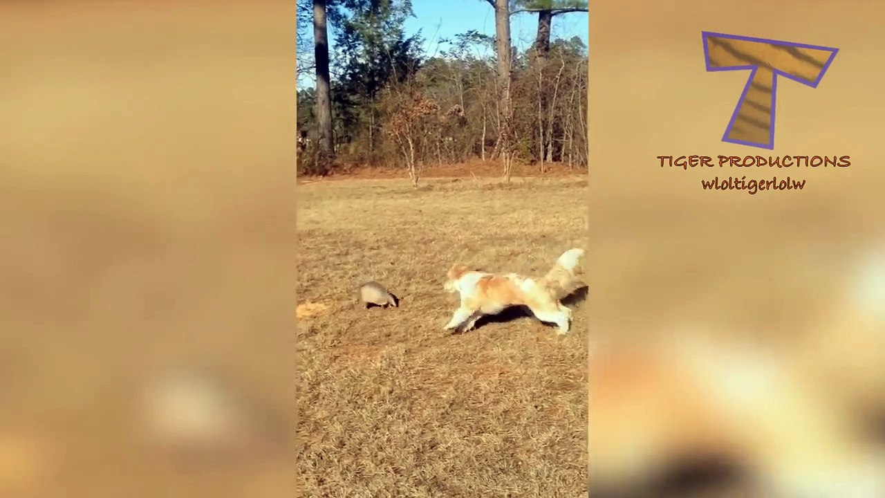 Animals & pets  Try not to grin or laugh challenge - Funny animal compilation_22