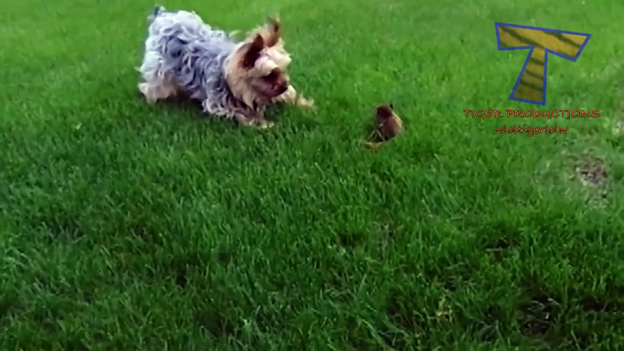 Animals & pets  Try not to grin or laugh challenge - Funny animal compilation_13