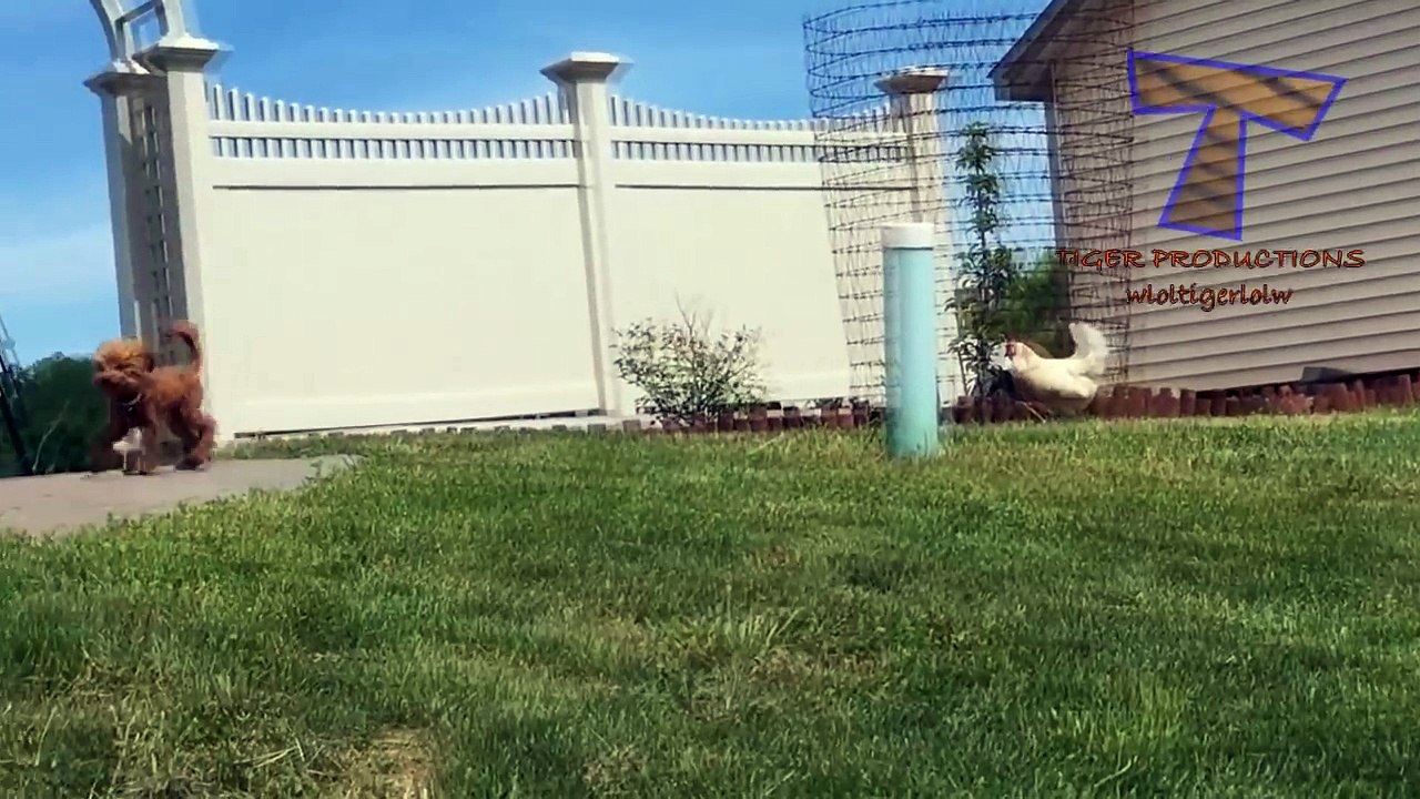 Animals & pets  Try not to grin or laugh challenge - Funny animal compilation_15