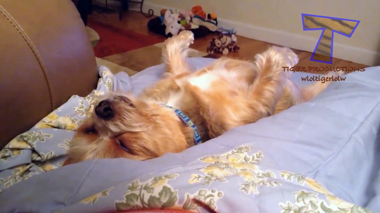 Animals & pets  Try not to grin or laugh challenge - Funny animal compilation_17