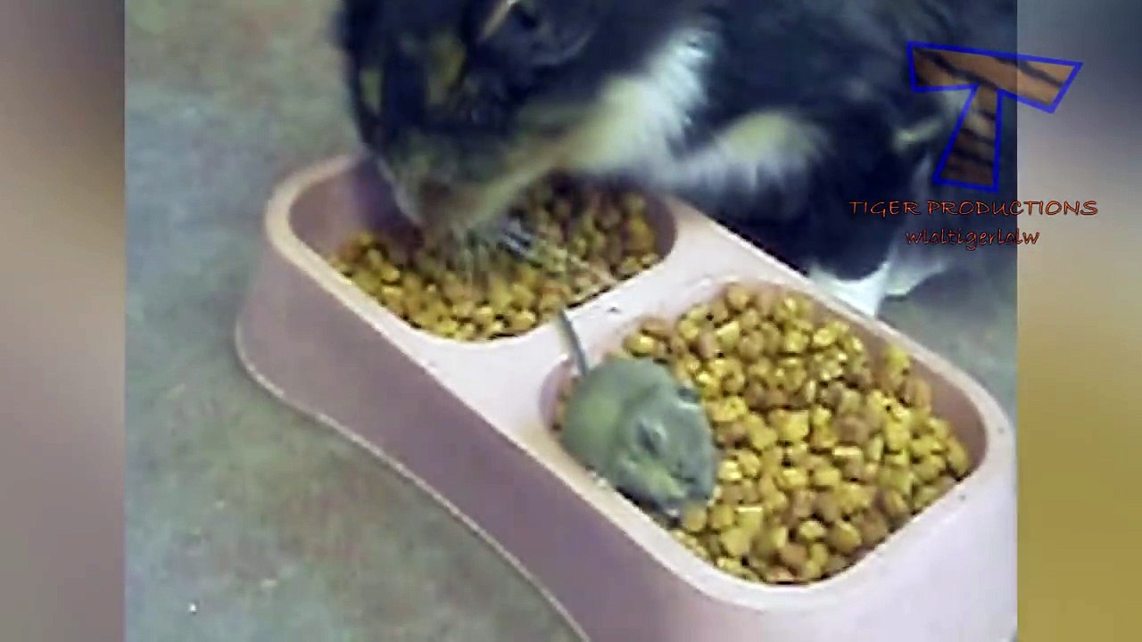 Animals & pets  Try not to grin or laugh challenge - Funny animal compilation_20